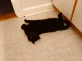 beautiful black cat lying on the floor