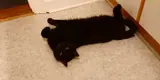 beautiful black cat lying on the floor